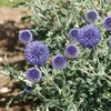 6 x Cardo ruteno - Echinops ritro | vaso 9cm x 9cm Anteprima dell’immagine prodotto 1