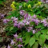 6 x Elfenblume  - Epimedium grandiflorum 'Lilafee'  | Topf Produktbild-Vorschau 2