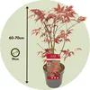 Klon japoński - Acer palmatum 'Atropurpureum' - Wysokość Podgląd zdjęcia produktu 2