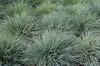 A close-up view of several clumps of blue fescue grass. Produktbild-Vorschau