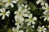 Clematis armandii, immergrün, weiß, 60–100 cm Produktbild-Vorschau 6