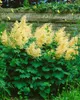 A close-up shot of a flowering plant with feathery yellow blooms and lush green foliage, set against a stone wall. Produktbild-Vorschau