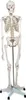 Jago® Menschliches Anatomie Skelett 181.5 cm - inkl. Produktbild-Vorschau 23