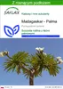 SAFLAX - Madagaskar - Palma - 10 Nasiona - Z podłożem Podgląd zdjęcia produktu 1