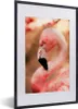MuchoWow® MuchoWow® Gerahmtes Poster Porträt eines rosa Produktbild-Vorschau 1