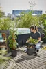 A woman is tending to plants on a rooftop garden. Náhled obrázku produktu