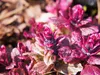 Stauden Gänge 10 x Ajuga reptans ‚Burgundy Glow' - Produktbild-Vorschau 2
