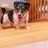 A small dog standing on wooden stairs. Produktbild-Vorschau