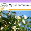 SAFLAX - Pravá myrta / nevěsta myrta - Myrtus communis - 30 Náhled obrázku produktu 10