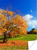 MuchoWow® Poster Baum - Blätter - Herbst - Jahreszeiten Produktbild-Vorschau 1
