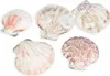 Pecten vexillum, 0,5 kg, ca. 4-6 cm, ca. 60–70 Stk. | Produktbild-Vorschau 4