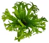 Asplenium nidus Chrissie - špeciálne odrody papradia do Náhľad obrázku produktu 3