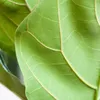 Ficus Lyrata – Figuier lyre – Plante d'intérieur ↕80 cm – Voir les images du produit 4