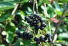 Aronia melanocarpa - Schwarze Apfelbeere 40- 60 cm Produktbild-Vorschau 2