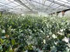 2x XXL Eucalyptus Busch Eukalyptusbaum 40 - 60 cm, Pflanze Produktbild-Vorschau 7