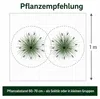 Stauden Gänge 1 x Pennisetum alopecuroides 'Black Beauty' Produktbild-Vorschau 9