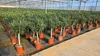 Rows of potted plants in a greenhouse. Voir les images du produit