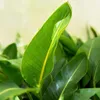 Green boutiQ - Zimmerpflanzen - Strelitzia Nicolai - Produktbild-Vorschau 4