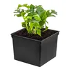 A potted plant in a black square pot, isolated on a white background. Náhled obrázku produktu