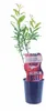 Melograno 25-40 cm 1 pezzo - Punica Granatum - Albero da Anteprima dell’immagine prodotto 2