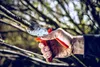 Löwe 10 | Kovadlinkové nožnice so zahnutým ostrím Náhľad obrázku produktu 5