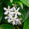2er-Set - Trachelospermum Jasminoides - Toskanischer Jasmin Produktbild-Vorschau 1