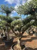 Sunny Tree – drzewo oliwne Pompon – 50 lat, wysokość 230 Podgląd zdjęcia produktu 6