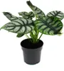 Alocasia baginda Silver Dragon Tropical Root Alocasia Anteprima dell’immagine prodotto 2