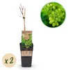 Vitis vinifera „Himrod“ – bílé bezsemenné hrozny – 15cm Náhled obrázku produktu 1