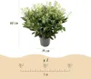 Skimmia japonica Finchy - Blüte Weiß - 40+ Blüten - 2 Produktbild-Vorschau 3