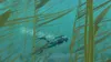 Nintendo Endless Ocean Luminous (Switch), Nintendo Switch, Podgląd zdjęcia produktu 7