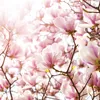Muralo Selbstklebende Fototapete MAGNOLIEN Blumen Pflanzen Produktbild-Vorschau 6