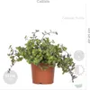 Bloomique - Mix 4 - Mieszanka przyjazna zwierzętom - Cypr Podgląd zdjęcia produktu 4