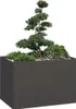A dark gray planter box with a bonsai tree and other greenery inside, set against a white background. Anteprima dell’immagine prodotto