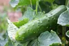 SAFLAX  -- Concombre - Marketmore - 20 graines - Cucumis Voir les images du produit 7