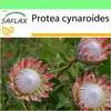 SAFLAX Garden to go - královský protea - Protea cynaroides Náhled obrázku produktu 9