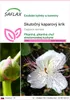 SAFLAX - Skutočný kaparový krík - Capparis spinosa - 25 Náhľad obrázku produktu 1