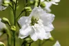 Delphinium Pacific 'Galahad', Rittersporn, weiß, ca. 11x11 Produktbild-Vorschau 4