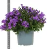 Campanula Addenda - jacinthe des bois - pot de 12cm - 6 Voir les images du produit 9