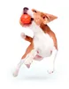 Lettore di palline per cuccioli e cani di piccola taglia 5 Anteprima dell’immagine prodotto 11