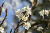 Prunus spinosa, Schlehdorn, 60–100 cm, dornig, heimisch Produktbild-Vorschau 2