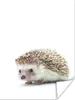 MuchoWow® Poster Igel - Tiere - Weiß 90x120 cm - Wohnzimmer Produktbild-Vorschau 1