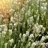 Bloomique - Zestaw 6 sztuk - Lavandula Angustifolia 'White' Podgląd zdjęcia produktu 3