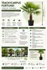 Palma della canapa cinese 130 - 160 cm Trachycarpus Anteprima dell’immagine prodotto 7