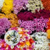 Gartenzwerg mit Sonnenblume Magnet rund Produktbild-Vorschau 3