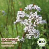 Samenliebe  Baldrian Samen | Wildblume - winterhart & Produktbild-Vorschau 4