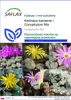 SAFLAX - Kwitnące kamienie / Conophytum Mix - 40 Nasiona - Podgląd zdjęcia produktu 1