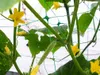 A close-up view of a cucumber plant growing on a trellis, showing flowers and a developing cucumber. Produktbild-Vorschau