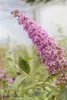 Buddleja davidii 'Pink Delight', Schmetterlingsflieder, Produktbild-Vorschau 3