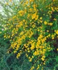 Kerria japonica 'Pleniflora', Ranunkelstrauch, gelb, 40–60 Produktbild-Vorschau 12
